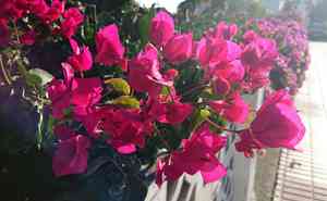 Great bougainvillea(Bougainvillea spectabilis)