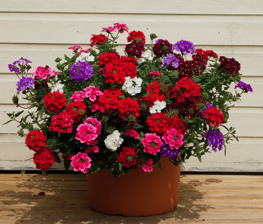 verbena-hybrida-verbena-hybrida-care-guide-pests-diseases