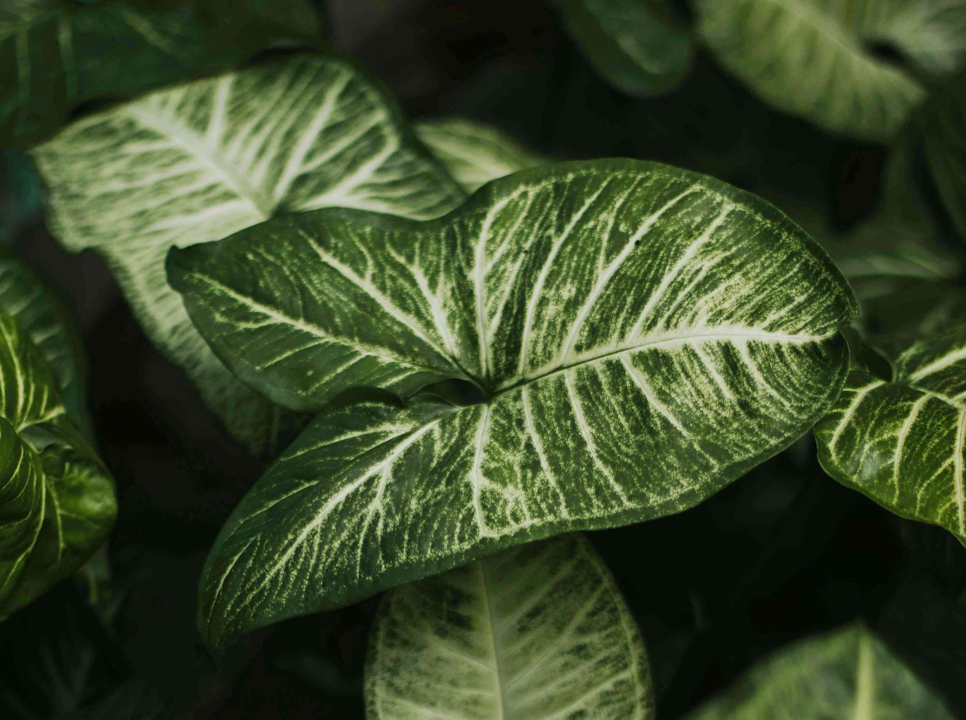 Arrowhead plant