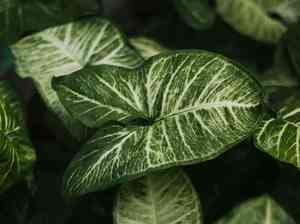 Arrowhead plant(Syngonium podophyllum)