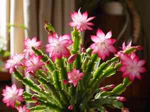 False christmas cactus(Schlumbergera truncata)