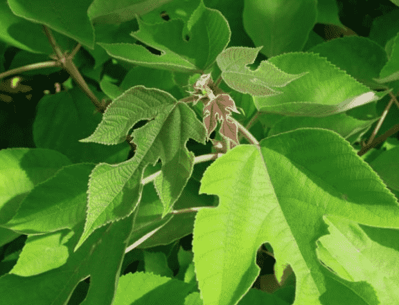 Tapa cloth tree