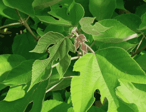 Tapa cloth tree(Broussonetia papyrifera)