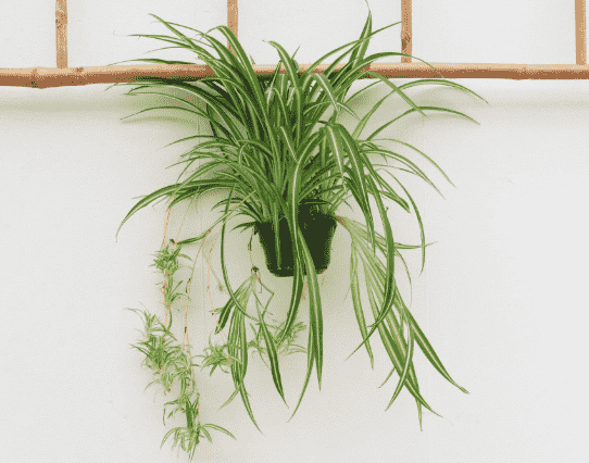 Spider plant(Chlorophytum comosum)