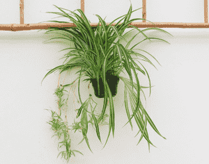 Spider plant(Chlorophytum comosum)