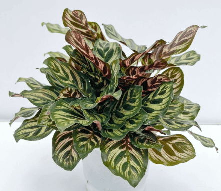 Peacock plant