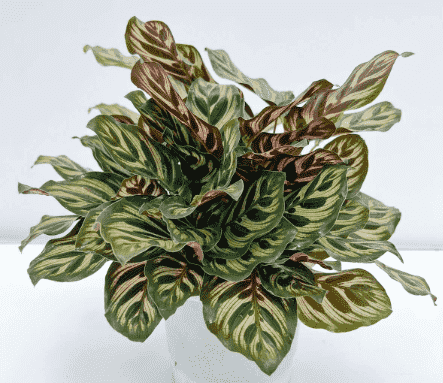 Peacock plant