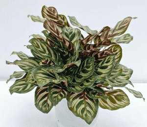 Peacock plant(Goeppertia makoyana)