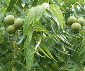 Black walnut(Juglans nigra)