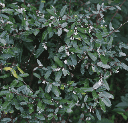 Thorny olive(Elaeagnus pungens)
