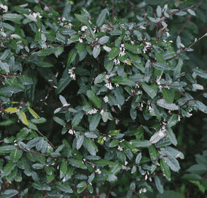 Thorny olive(Elaeagnus pungens)