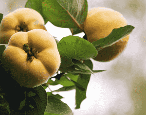 Quince(Cydonia oblonga)
