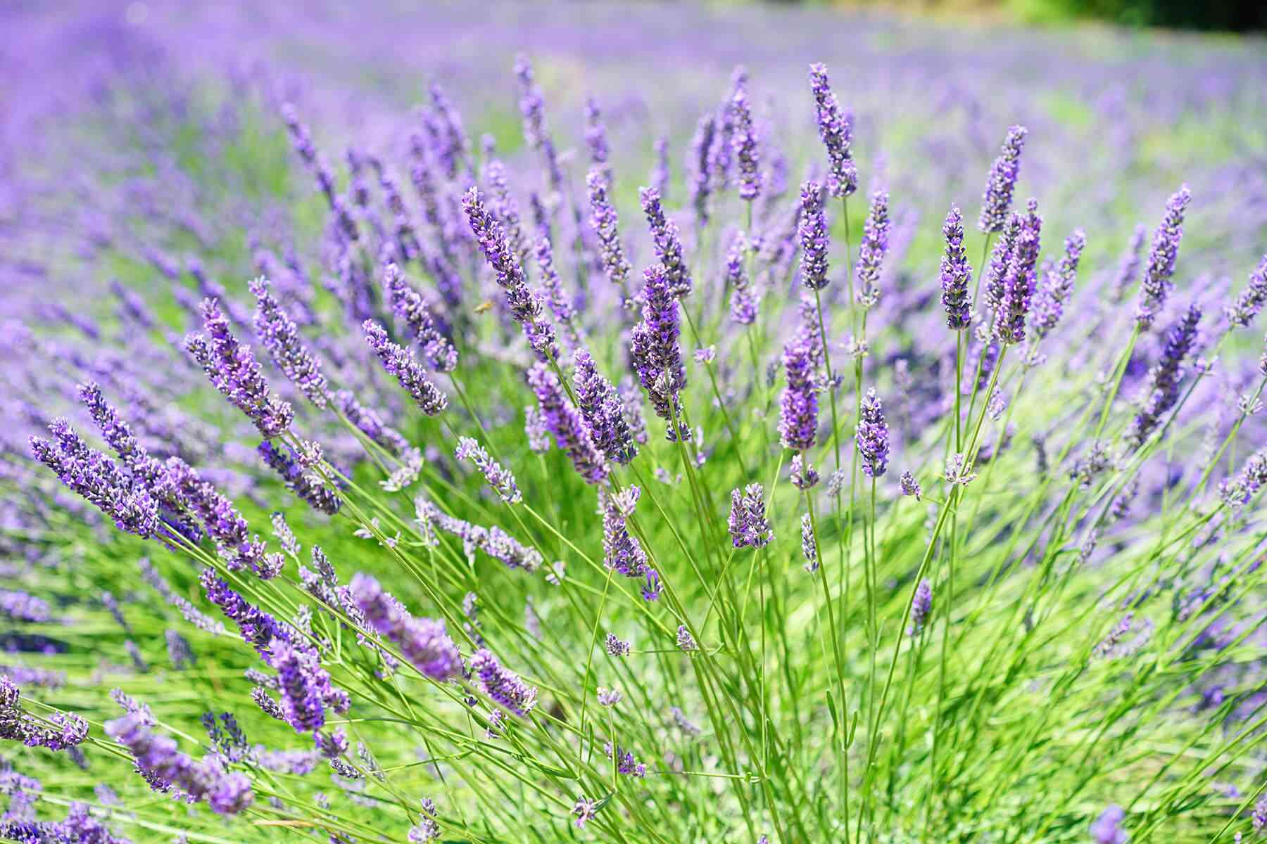 Topped lavender