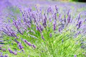 Topped lavender(Lavandula stoechas)
