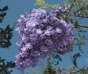 Blue jacaranda(Jacaranda mimosifolia)