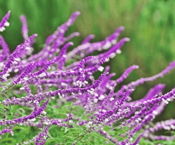 Mexican Bush Sage