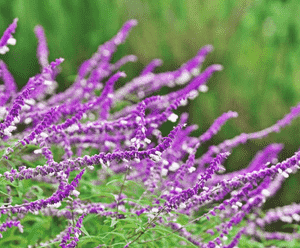 Mexican Bush Sage(Salvia leucantha)