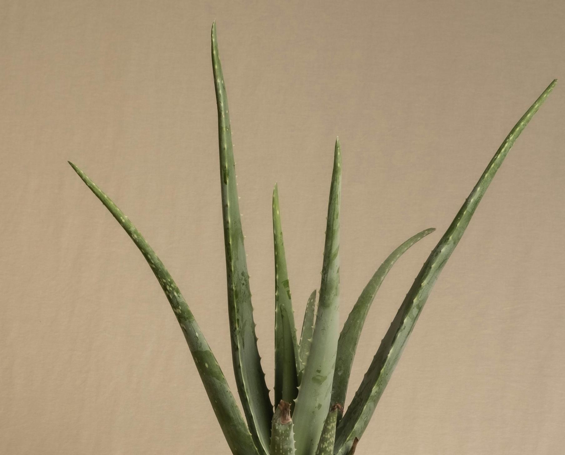 Aloe vera