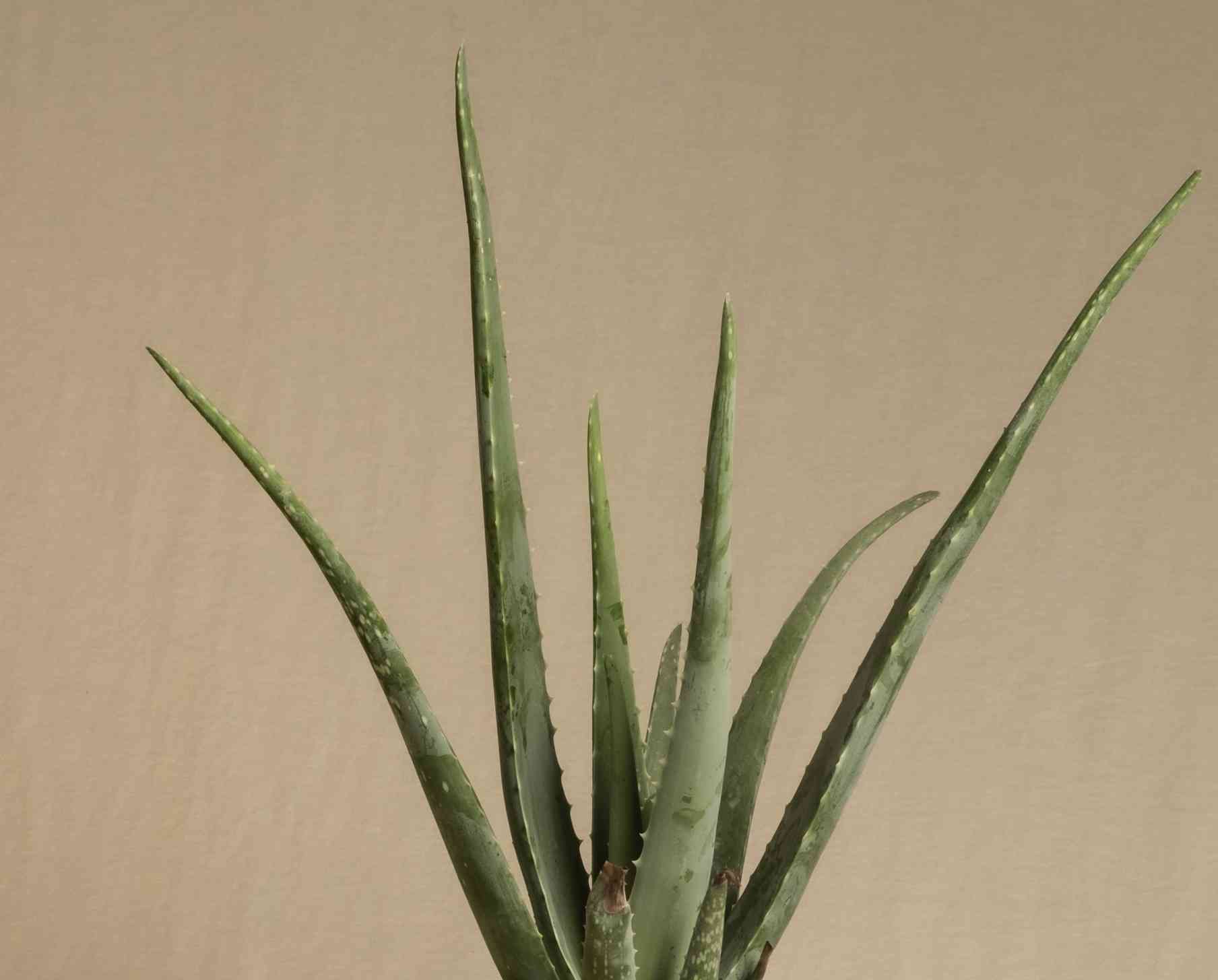 Aloe vera