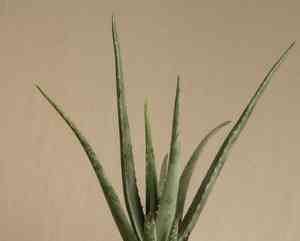 Aloe vera(Aloe vera)