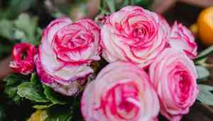 Cabbage rose(Rosa centifolia)