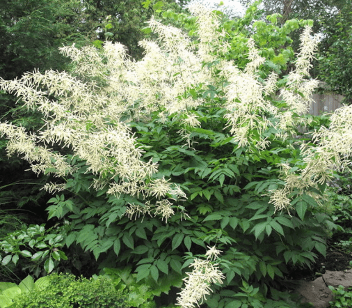 Goat's beard(Aruncus dioicus)
