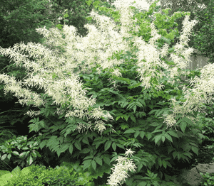 Goat's beard(Aruncus dioicus)