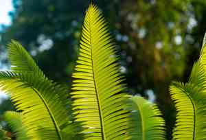 Sago palm(Cycas revoluta)