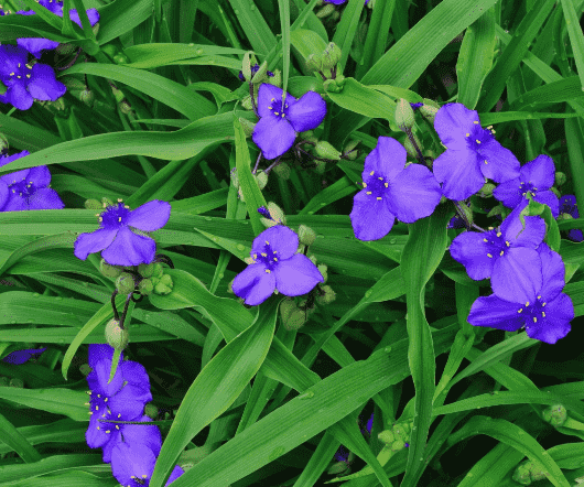 Virginia spiderwort