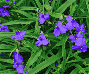 Virginia spiderwort(Tradescantia virginiana)
