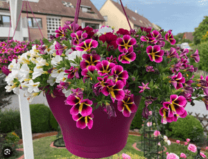 Seaside petunia(Calibrachoa parviflora)