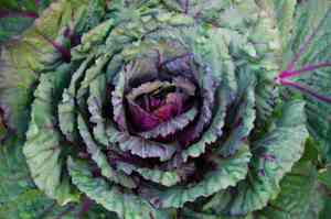 Cabbage(Brassica oleracea)