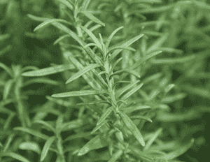 Rosemary(Salvia rosmarinus)