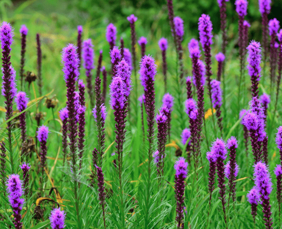 Dense blazing star
