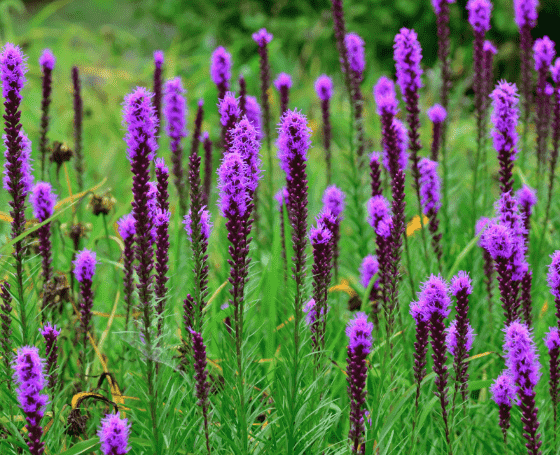 Dense blazing star