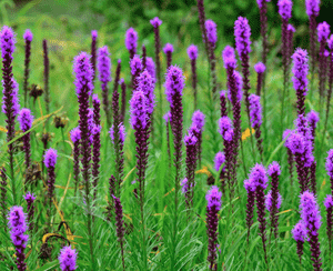 Dense blazing star(Liatris spicata)