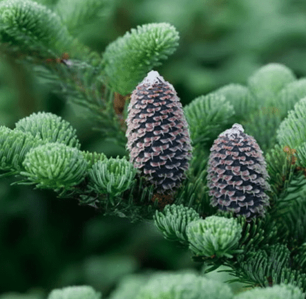 Fraser's fir