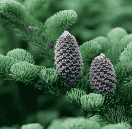 Fraser's fir
