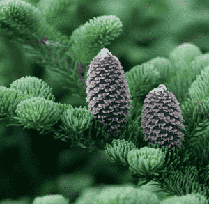 Fraser's fir(Abies fraseri)