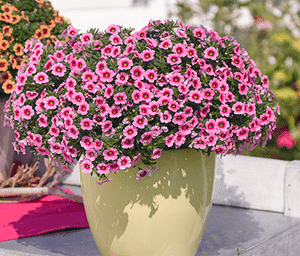 Seaside petunia(Calibrachoa parviflora)