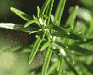 Rosemary(Salvia rosmarinus)