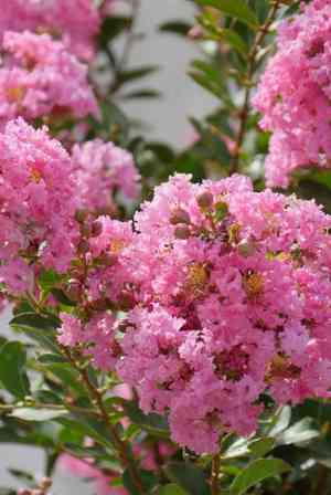 Crepe myrtle(Lagerstroemia indica)