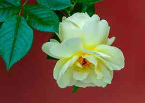 Alpine rose(Rosa abietina)