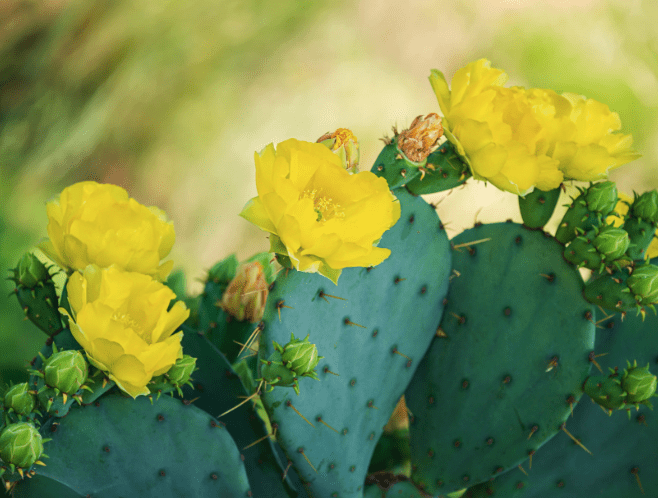 Eastern prickly pear