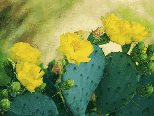 Eastern prickly pear(Opuntia humifusa)
