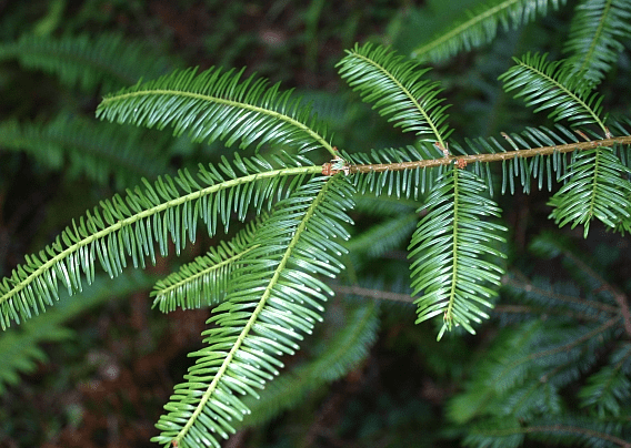 Grand Fir
