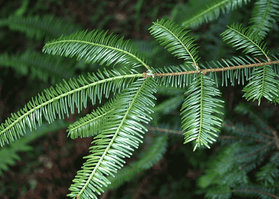 Grand Fir