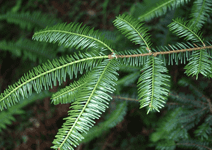 Grand Fir(Abies grandis)