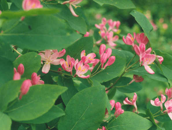 Tatarian honeysuckle