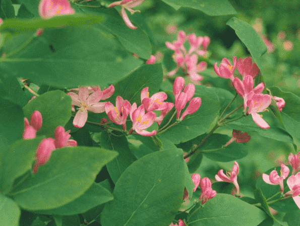 Tatarian honeysuckle